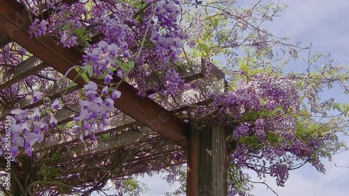 風に揺れる藤の花とクマバチ
