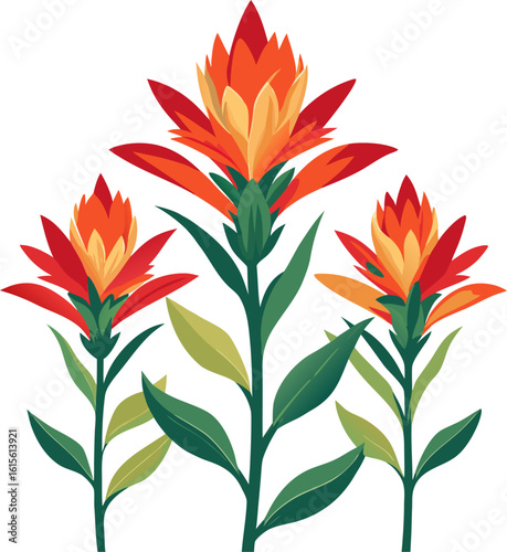 Indian Paintbrush flowers