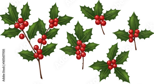 Holly Berry Illustration On Transparent Background For Christmas Decoration