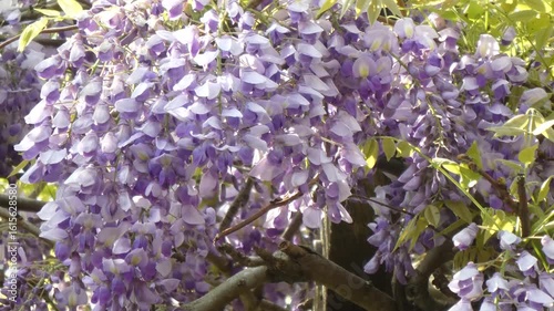 満開の藤の花：優雅に垂れ下がる紫の房
