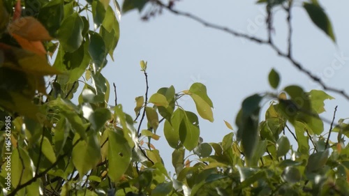 若葉が風に揺れる風

