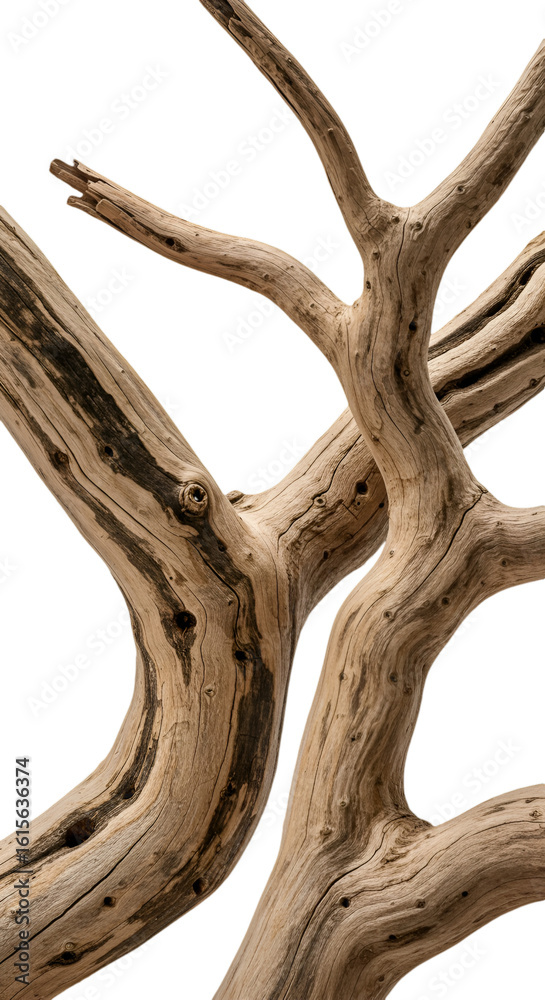 Fototapeta premium Isolated Brown Branch Texture Illustration On Transparent Background