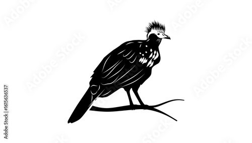 Trinidad Piping-Guan bird, black isolated silhouette
