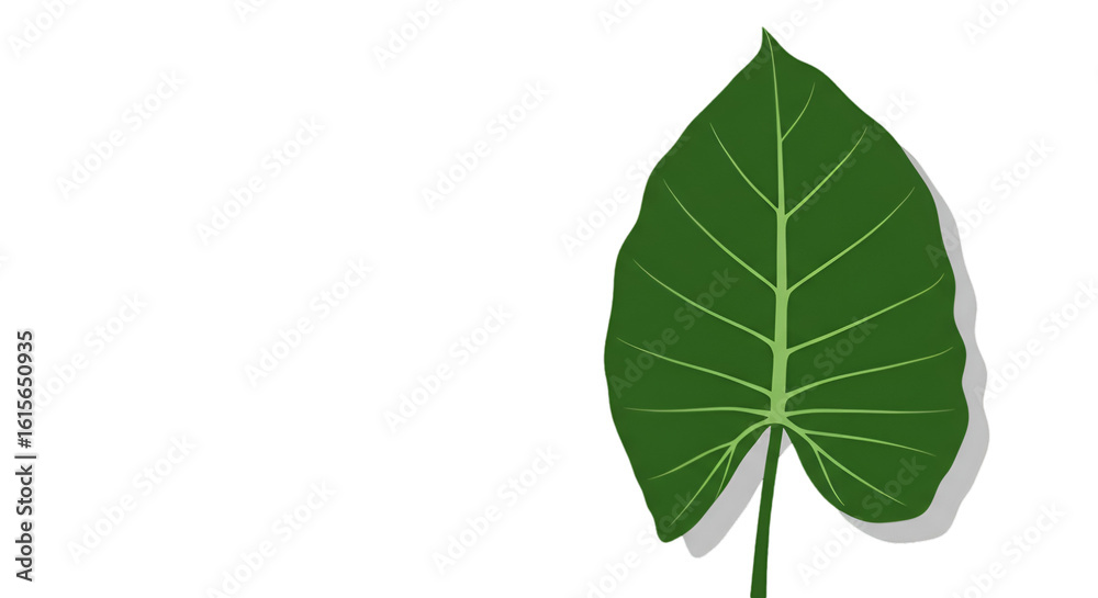 Fototapeta premium Isolated Green Leaf Illustration On Transparent Background With Shadow