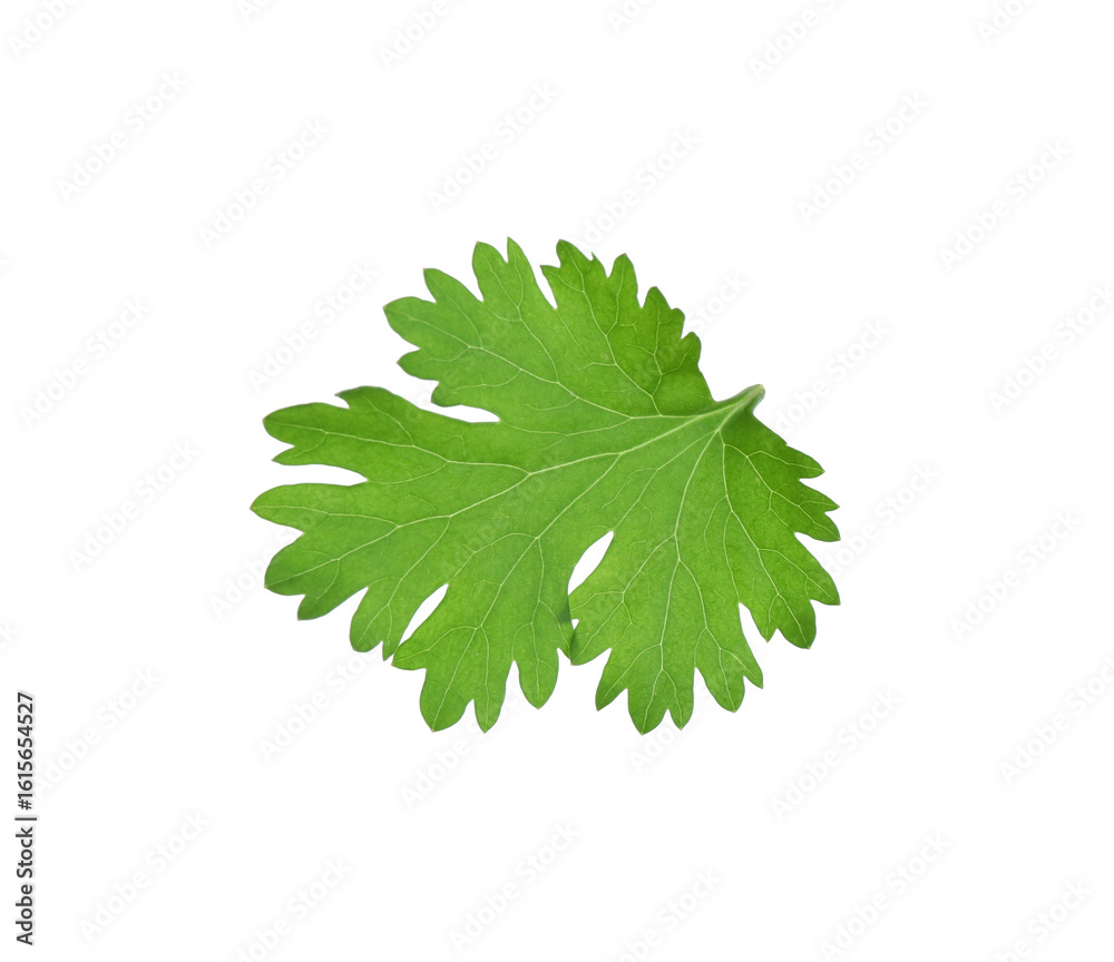 Leaf of aromatic cilantro isolated on white Leaf of aromatic cilantro isolated on white