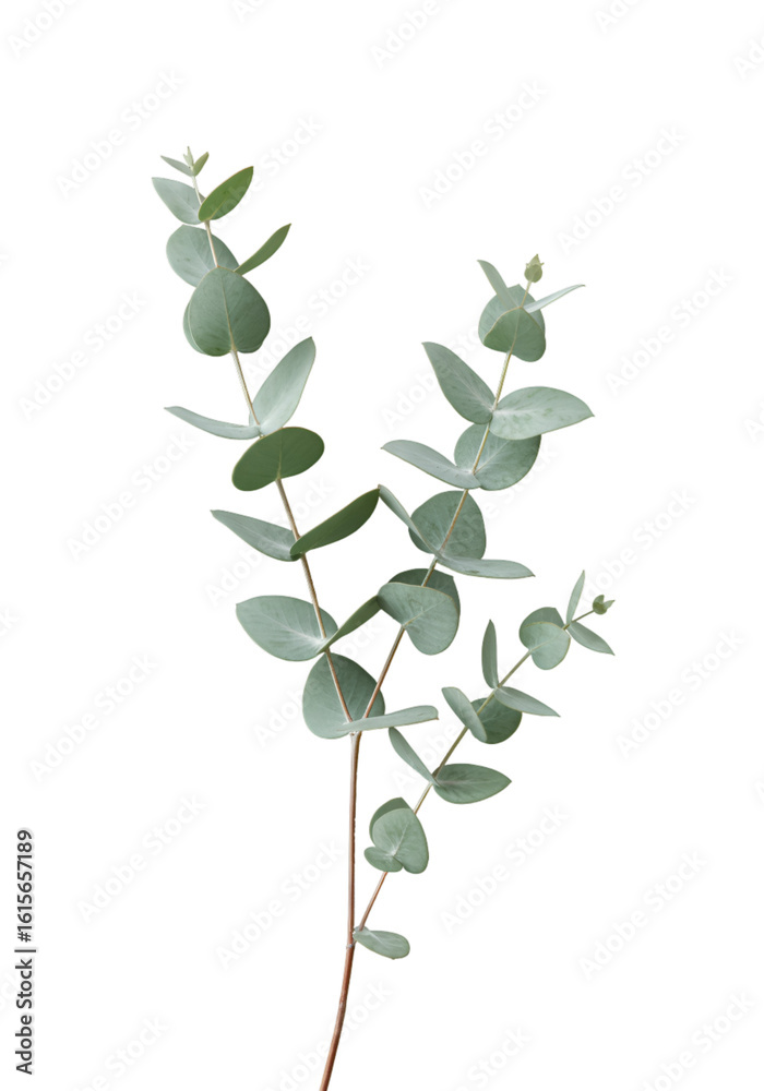 Obraz premium Isolated Eucalyptus Branch In Transparent Background Photo