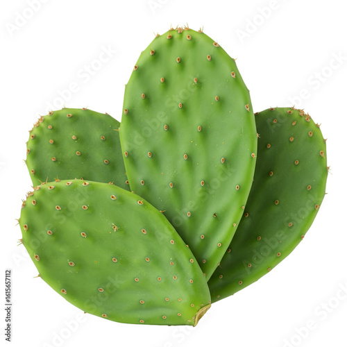 Isolated Illustration Of Green Cactus Pads On Transparent Background