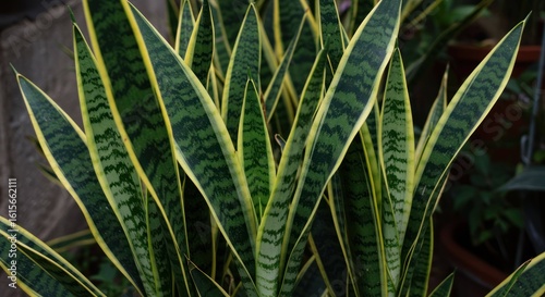 Close-up of a green snake plant with yellow stripes on the edges