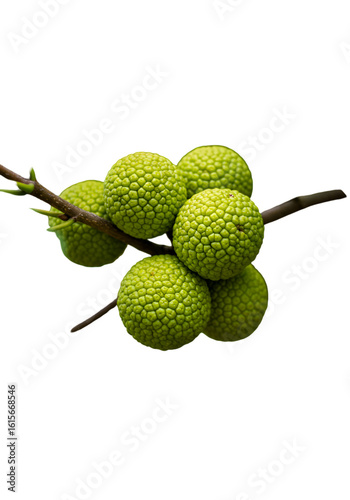 Isolated Photo Of Green Hedge Apples On Branch With Transparent Background