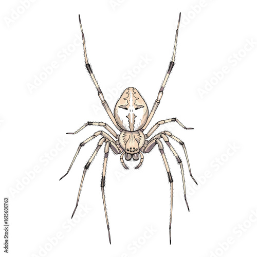 Pale Spider Watercolor Sublimation