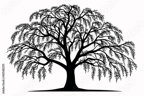 Silhouette of a willow tree shows branches and leaves on a transparent background