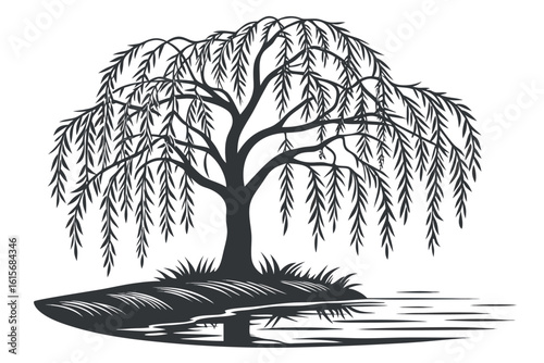 Solitary weeping willow tree stands beside a calm pond reflecting its branches silhouette
