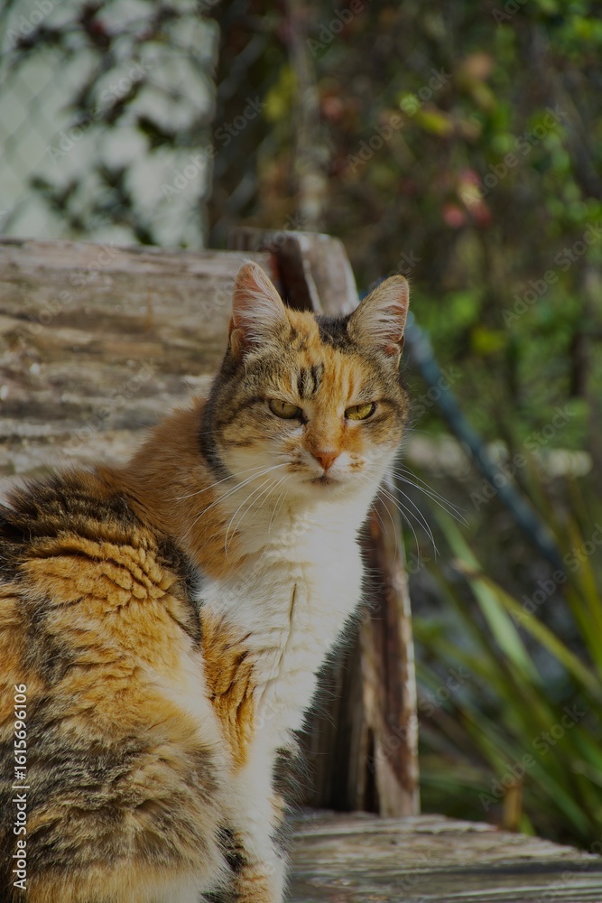 Fototapeta premium Gato mirando a cámara