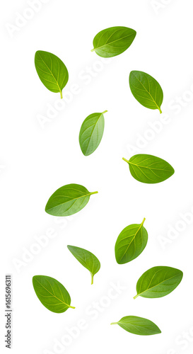 Wallpaper Mural fresh oregano leaves falling down PNG. oregano herb leaves flying isolated. Aromatic herb oregano for cooking and food preparations PNG. Oregano leaf isolated Torontodigital.ca