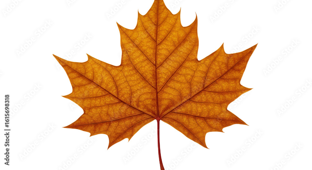 Fototapeta premium Isolated Realistic Autumnal Leaf With Orange And Brown Colors On Transparent Background
