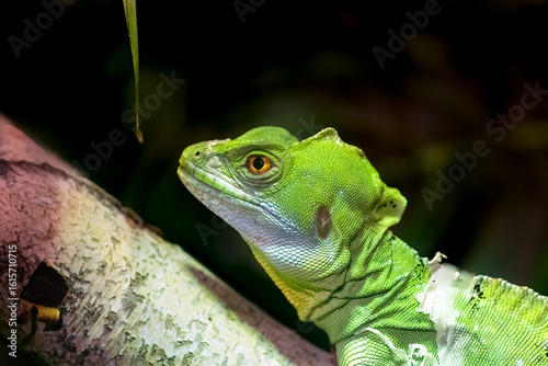 Photography Green lizard on a tree up close in the Ripley's aquarium in Toronto