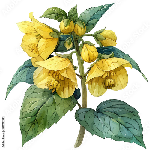 watercolor of Yellow Archangel Flower, vector, isolated on a white background.