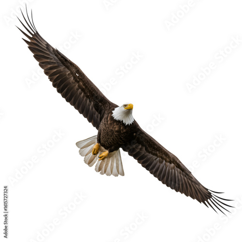 Photo Of Soaring Bald Eagle In Flight With Spread Wings Isolated