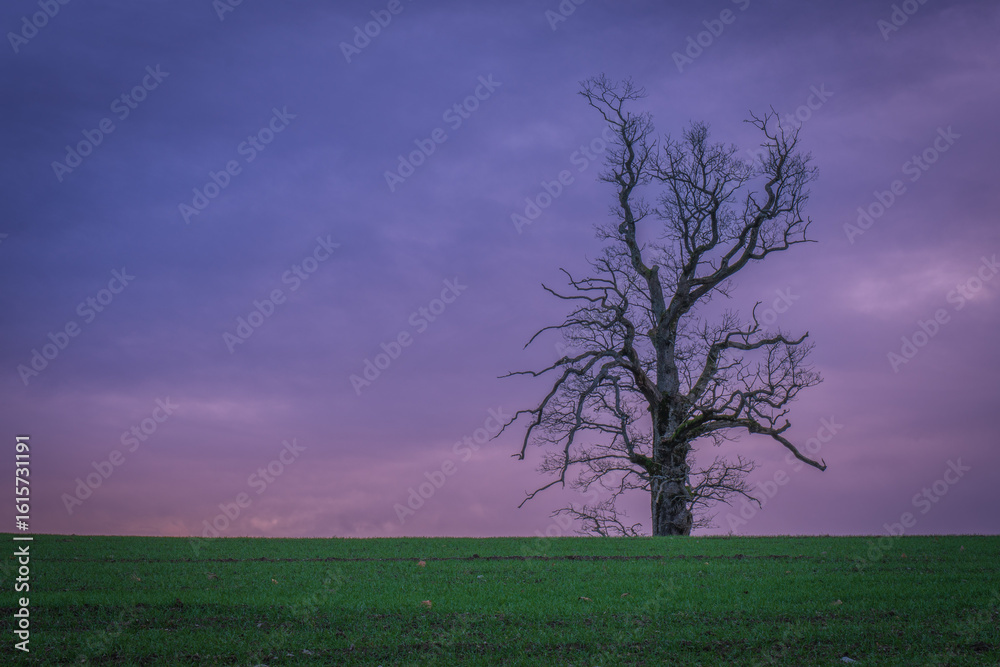 Obraz premium Lone tree on a hill under dramatic skies during sunrise and sunset