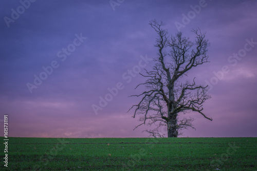 Lone tree on a hill under dramatic skies during sunrise and sunset