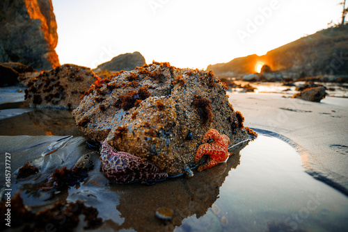 Colorful sea stars and marine creatures on tide pools at Second Beach during sunset. Vibrant coastal ecosystem with warm evening light in Olympic National Park, Washington.