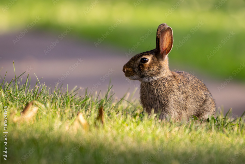 Fototapeta premium Cottontail rabbit enjoying some time in the grass