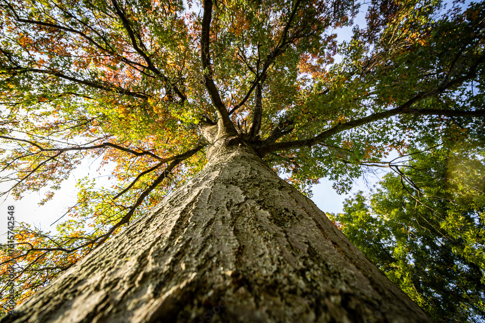 Naklejka premium Looking up the trunk of a large maple tree in the fall