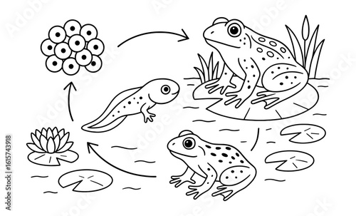 Lifecycle of a frog: from eggs to adult in simple line art