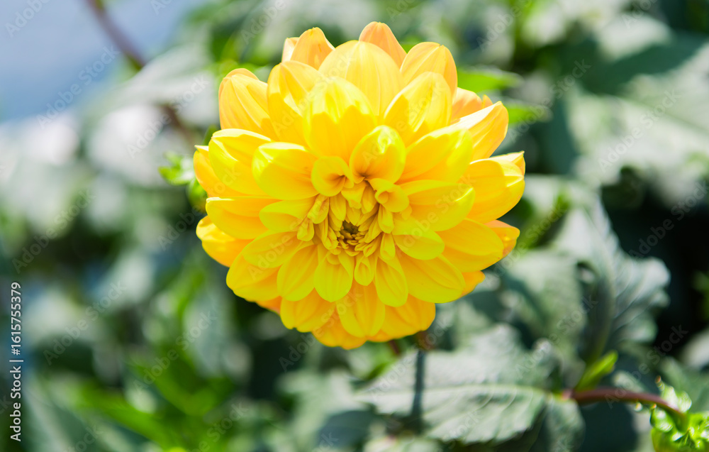 Fototapeta premium Yellow chrysanthemum garden flower growing. Daisy flower in nature. Summer nature. Vivid inflorescences of flowering plant. Flower of chrysanthemum. Daisy blossom