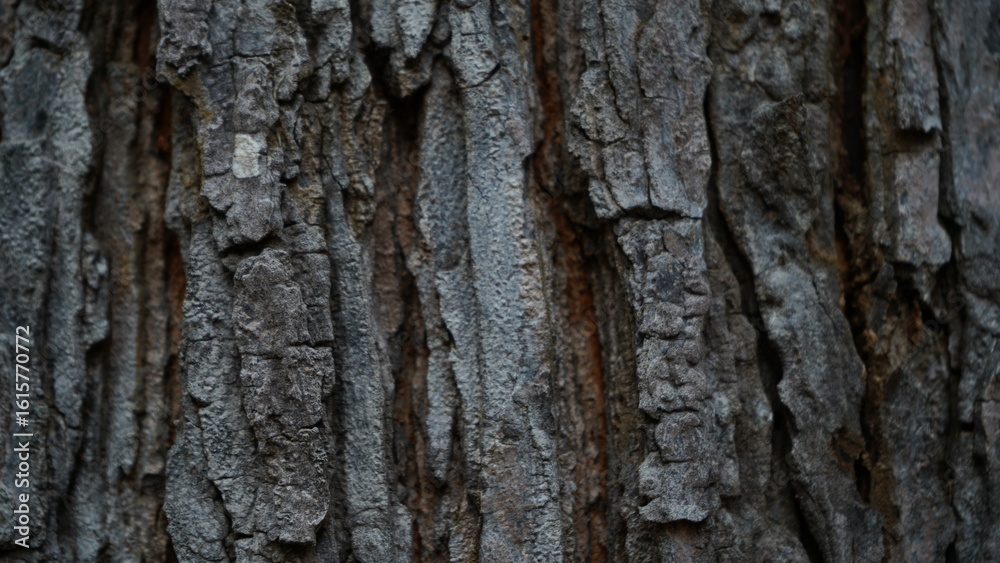 Rough Tree Bark Texture Close-Up – Natural Brown Wood Surface. Close-up of rugged tree bark with detailed cracks and texture. Great for natural backgrounds, wood patterns, and design elements. Rough Tree Bark Texture Close-Up – Natural Brown Wood Surface. Close-up of rugged tree bark with detailed cracks and texture. Great for natural backgrounds, wood patterns, and design elements.
