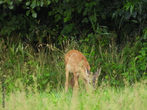 Fototapeta Naklejka Na Ścianę i Meble -  mała sarna w trawie