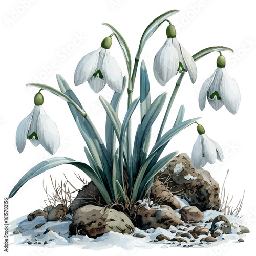 Snowdrop Flower, watercolor clipart vector, isolated on a white background.