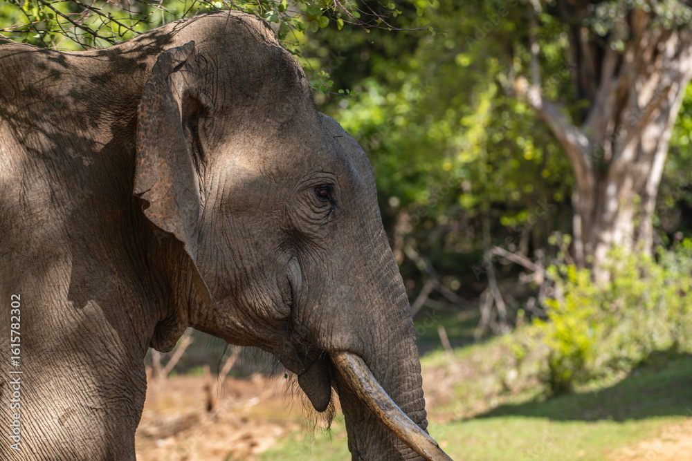 Fototapeta premium Tusker elephant walks in the jungle, elephant's head side view close-up shot at Yala National Park, Sri Lanka