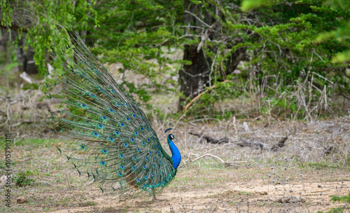 Peacock dance display at Yala National Park, Sri Lanka. The feathers are spread in a full fan side view, showing eye-like patterns