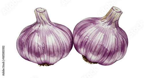 Two Purple Garlic Bulbs Watercolor Illustration