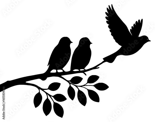 Silhouettes of birds perched on a branch, black color isolated on white background