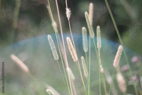Minimalism wallpaper background simple photo outdoor plant wild grass 