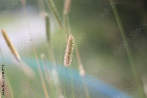 Minimalism wallpaper background simple photo outdoor plant wild grass 