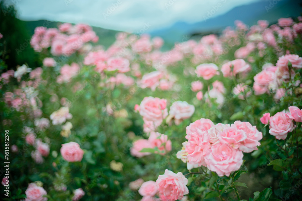 Pink roses in full bloom with soft background Pink roses in full bloom with soft background
