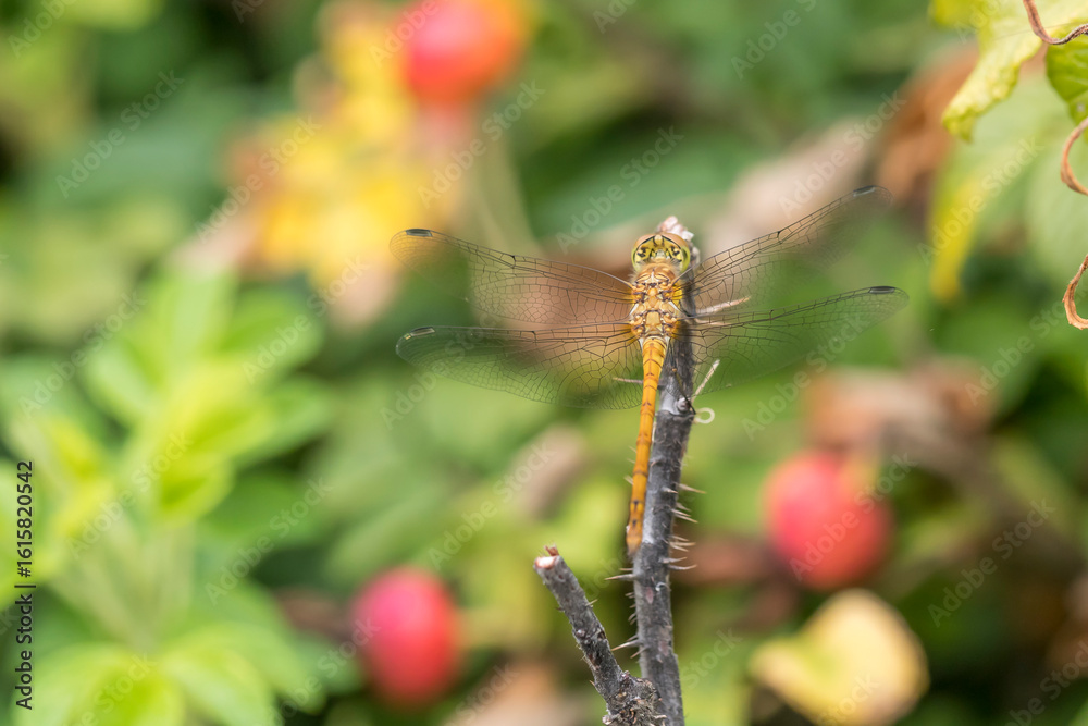 Fototapeta premium Yellow Darter Dragonfly (Sympetrum flaveolum), an insect with intense color and texture of wings, selective focus at close range, natural environment, macro dynamic element