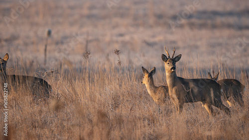 Foto A herd of Roe deer (Capreolus capreolus) grazing in a meadow on a morning autumn