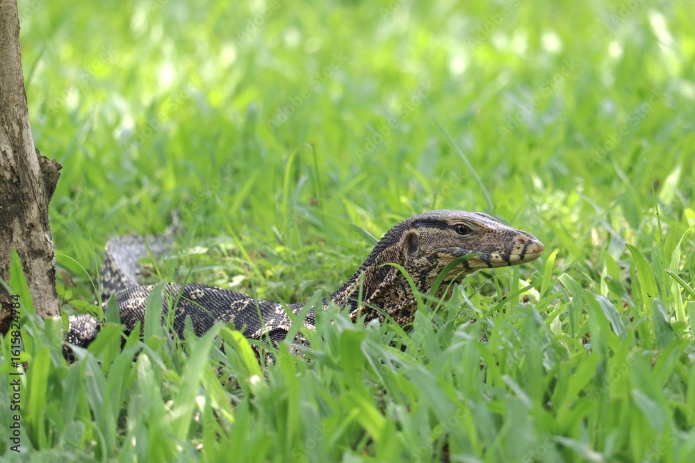 Naklejka premium Lizard in Grassy Habitat: A monitor lizard, camouflaged among the green blades of grass, exemplifies nature's artistry. Capturing the wild beauty