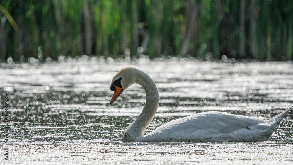 Fototapeta premium White female Swan (Cygnus olor) swimming in a lake
