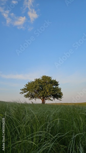 lonely tree in the field, endless steppe with a lonely tree, spring landscape 