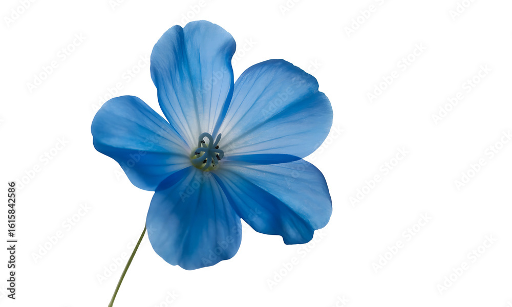 Fototapeta premium Macro Shot of Vibrant Blue Flower with Detailed Petals — Isolated Botanical Beauty for Nature, Design, or Wellness Themes, transparent background
