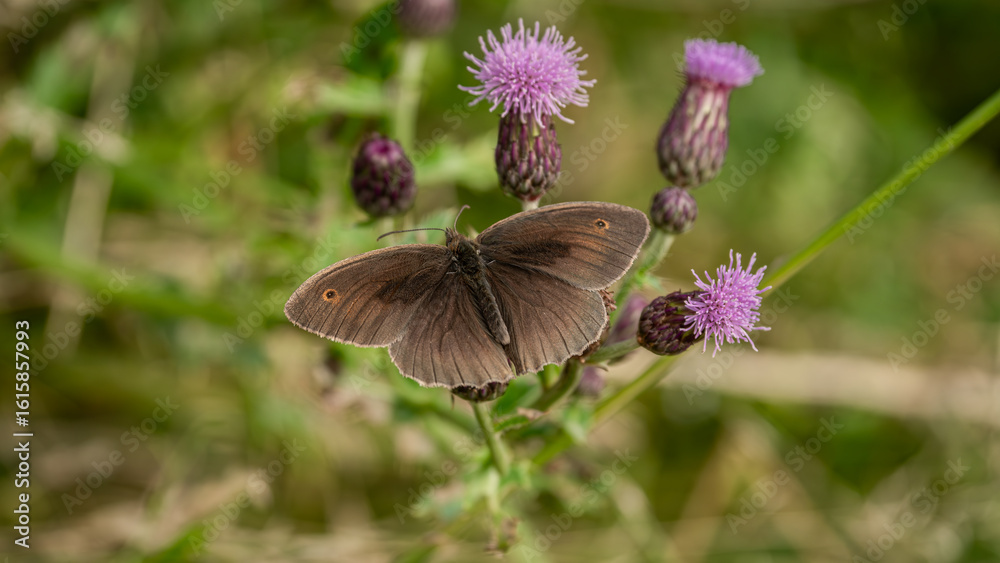 Obraz premium The Meadow brown butterfly (Maniola jurtina) sits on flower