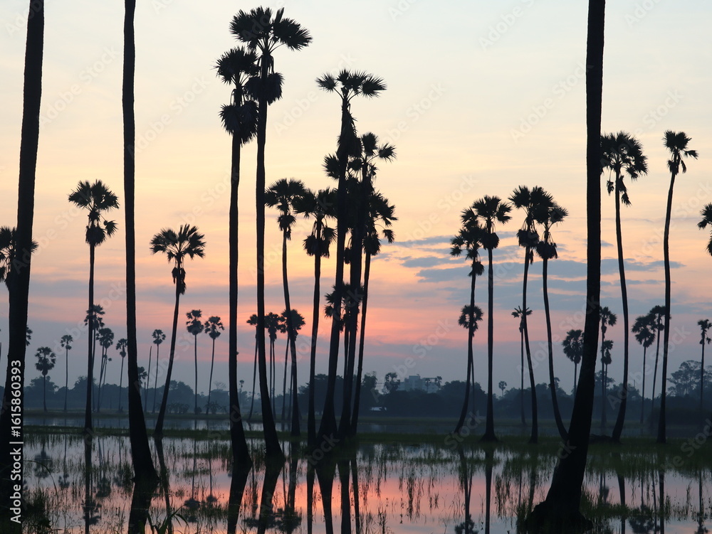 Obraz premium Sunset Silhouette of Palm Trees: Majestic silhouettes of tall palm trees stand against the backdrop of a breathtaking sunset over a serene lake, their reflections mirrored in the calm water.