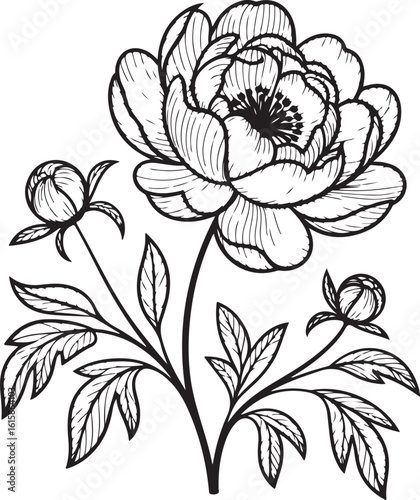 Peony flower with buds and leaves bloom blossom