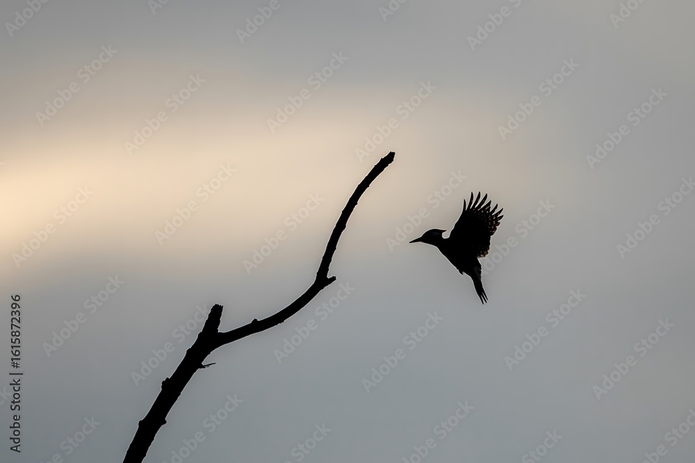 Obraz premium Majestic woodpecker takes flight near a stark, bare branch silhouetted against the soft glow of dawn sky bringing nature's beauty to life