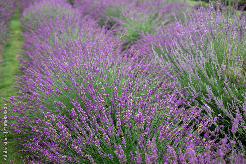 Fototapeta premium Close-up of lavender flowers in full bloom with soft focus, creating a dreamy natural background in summer